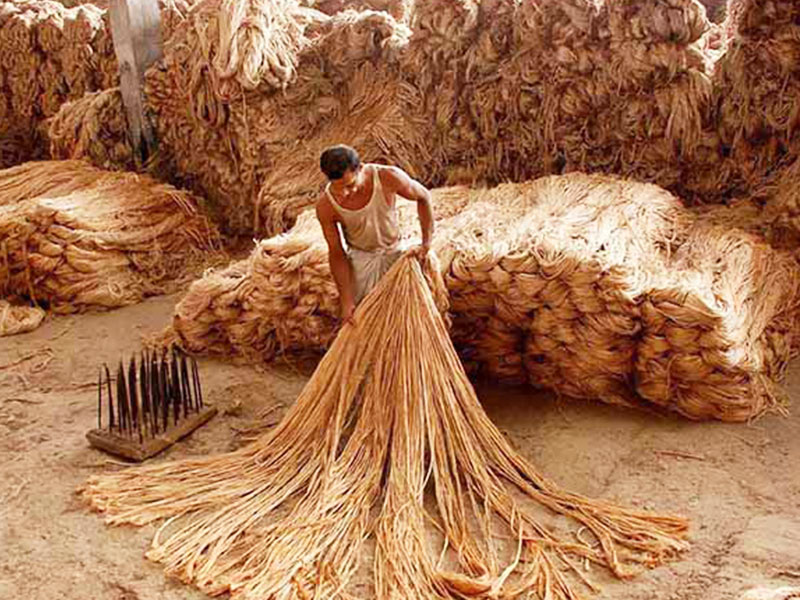 Jute fibre processing and preparation
